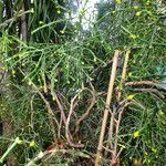 Rhipsalis clavata Habit