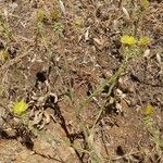 Centaurea sulphurea Hoja