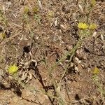 Centaurea sulphurea Hostoa