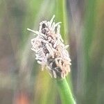 Eleocharis palustris ফুল