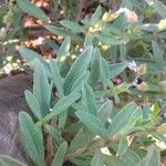 Cistus parviflorus Feuille