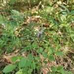 Hemipilia cucullata Kvet