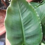 Musa acuminata Feuille