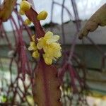 Rhipsalis elliptica Blomst