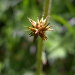 Carex davalliana Flower