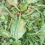 Plantago majorLeaf