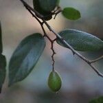 Microcos schmitzii Frucht