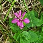 Rubus arcticus Flower