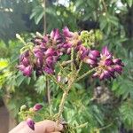 Wisteriopsis reticulata Flor
