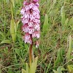 Orchis purpurea 整株植物