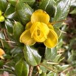 Berberis verruculosa Квітка