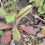 Myosotis ramosissima Leaf