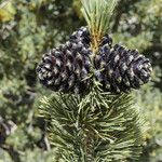 Pinus albicaulis Fruto