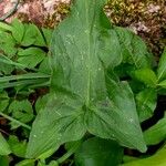 Arum italicum x Arum maculatum Hoja