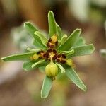 Euphorbia exigua പുഷ്പം