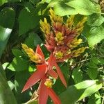 Guzmania plumieri Flower