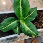 Dieffenbachia oerstedii Liść