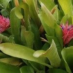 Aechmea fasciata Leaf