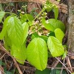 Bignonia hyacinthina Leaf