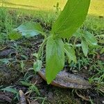 Helianthus annuusBlüte