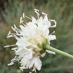 Cephalaria leucantha 花