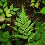 Deparia acrostichoides Leaf