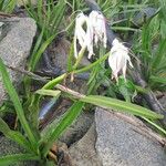 Crinum americanum Leaf