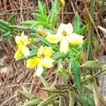 Goodenia heterophylla