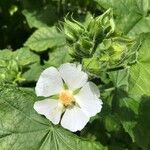 Kitaibelia vitifolia Flor