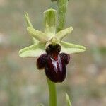 Ophrys sphegodes Кветка