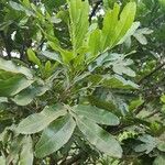 Filicium decipiens Leaf
