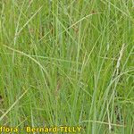 Carex hartmaniorum Elinympäristö