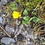 Ranunculus thora Flower