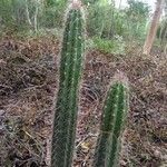 Echinocereus poselgeri ᱥᱟᱠᱟᱢ