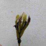 Astragalus sesameus Цвят