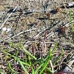 Plantago crassifolia Hoja