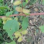 Xanthium orientale Frucht