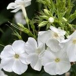 Phlox paniculata 花