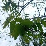 Juglans mandshuricaЛисток