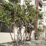 Ligustrum lucidum Blatt