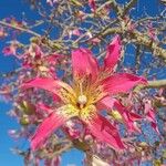 Ceiba speciosa Λουλούδι