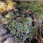 Saxifraga paniculata Blad