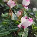 Cyclamen spp. Kvet