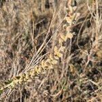 Ouret lanata Flor