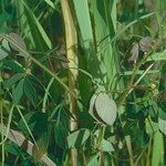 Crotalaria incana Leaf