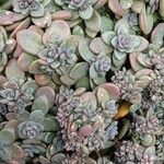 Sedum dasyphyllum 形態