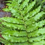 Blechnum cordatumЛист