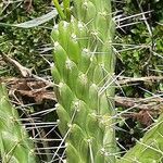 Austrocylindropuntia cylindrica Leht