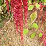 Amaranthus caudatus Blüte