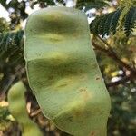 Albizia harveyiVrucht